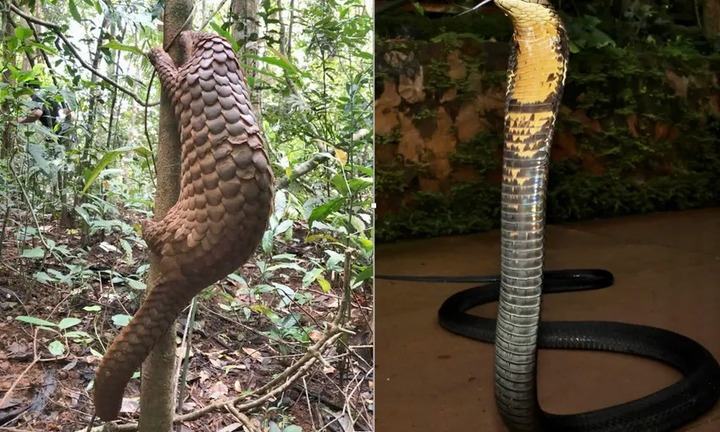 12 cá thể động vật hoang dã, có tên trong Sách Đỏ được giải cứu, thả về rừng