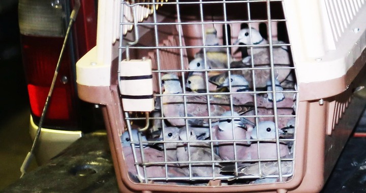 Người phụ nữ bị phạt 7,5 triệu đồng vì tàng trữ 500 con chim cu ngói