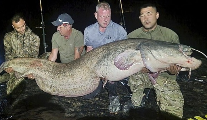 Nam cần thủ may mắn tóm được con cá trê khổng lồ dài gần 3m, nặng 117kg