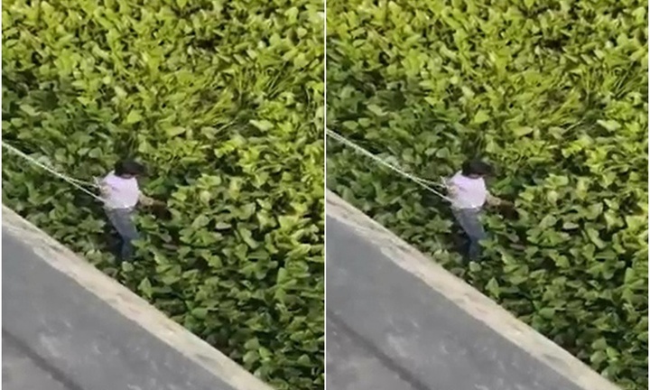 Clip: Người đàn ông nhảy sông tự tử, thoát chết nhờ mắc kẹt trong bèo tây