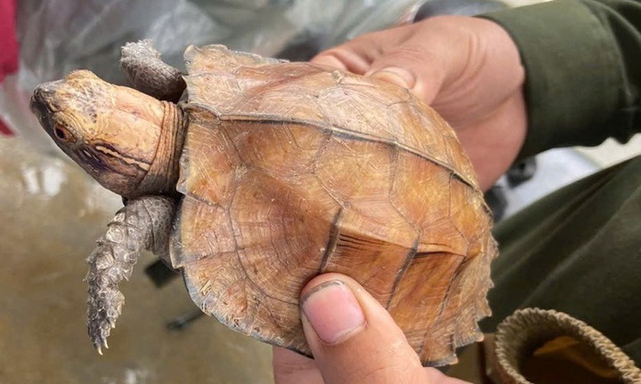 Kịp thời phát hiện, cứu hộ cá thể rùa đầu to quý hiếm bị nước lũ cuốn trôi ở Đà Nẵng