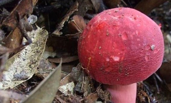 Kỳ lạ loại nấm chỉ mọc vào ban đêm, biến mất sau vài giờ, giá đến cả triệu đồng mỗi kg
