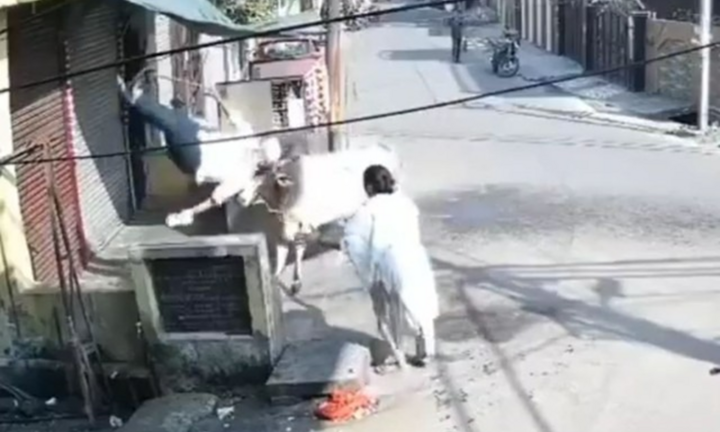 Clip: Con bò hoang hung dữ, húc cụ ông tử vong