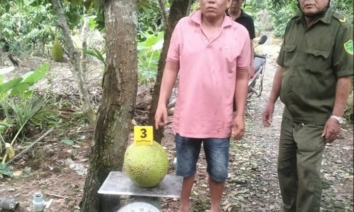 Khởi tố Lê Hoàng Lợi - đối tượng trộm 2 quả mít ở Đồng Tháp