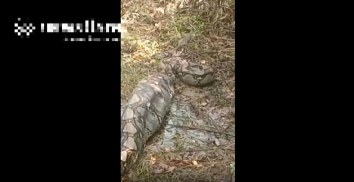 Clip: Nhìn ra vườn, người dân 