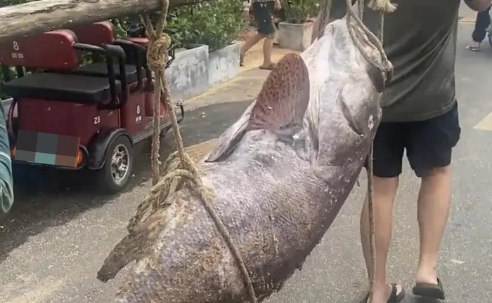 Ngư dân bắt được cá quý hiếm nặng 160kg, giá trị