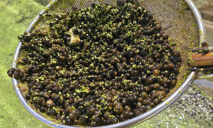 Nuôi con đặc sản, lừ đừ dưới ao, anh nông dân trả sạch nợ 1,2 tỷ, xây cơ ngơi tiền tỷ khiến cả làng nể phục