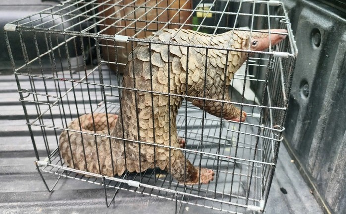 Rùa cổ sọc và tê tê Java bất ngờ xuất hiện trên đường ở TP.HCM, 2 con vật này quý hiếm cỡ nào?