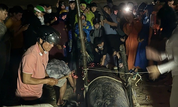 Bất ngờ phát hiện xác cá voi dạt vào bờ ở Đà Nẵng