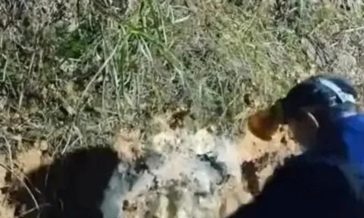 Livestream bắt rắn, streamer bị rắn cạp nong cực độc tấn công