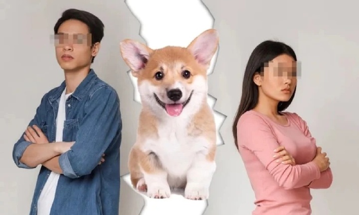 Vợ chồng ly hôn không chia tài sản bạc tỷ, chỉ giành bằng được quyền nuôi chú chó cưng