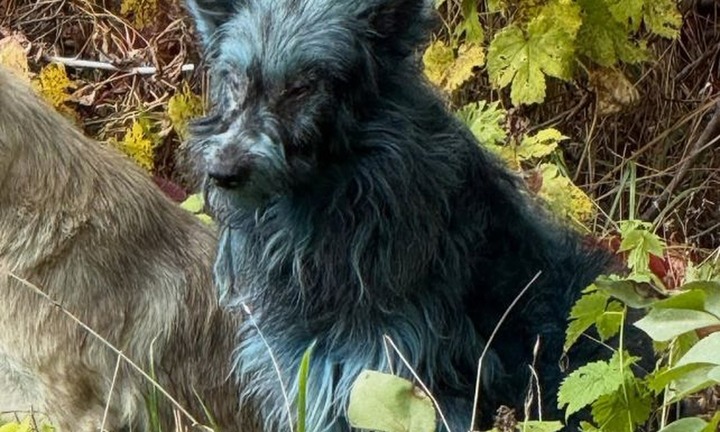 Bầy chó có bộ lông màu xanh lam sáng khác thường, xuất hiện gần nhà máy điện hạt nhân Chernobyl