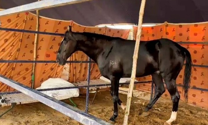 Clip: Cận cảnh con ngựa màu đen quý hiếm trị giá tới 44,5 tỷ đồng