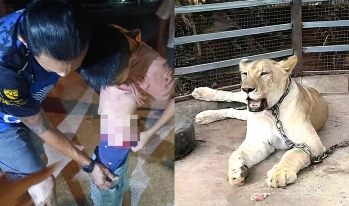 Bé trai 11 tuổi bị sư tử xổng chuồng tấn công, người đàn ông giải cứu cũng gặp nạn