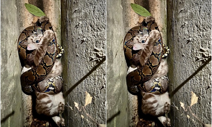 Clip: Sau tiếng động lạ, người đàn ông phát hiện cảnh 