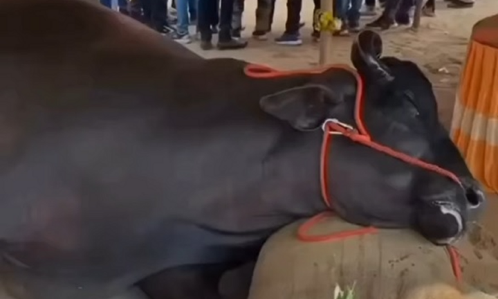 Clip: Cận cảnh con trâu khổng lồ trị giá 62 tỷ đồng bất ngờ tử vong ngay tại hội chợ