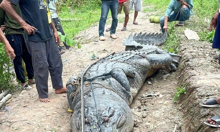 Clip: Cá sấu khổng lồ 7 mét, nặng 1 tấn bị người dân tóm gọn dưới sông