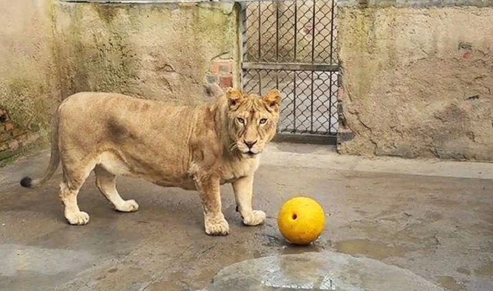 Cận cảnh chú sư tử chân ngắn 