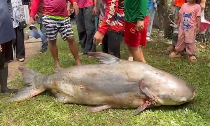 Clip: Cận cảnh con cá tra dầu khổng lồ nặng 200kg được bắt trên sông