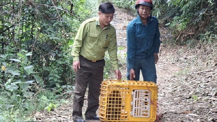 Tin tức thời sự nổi bật 24h: Thả con vật có tên trong Sách Đỏ, nặng 6kg về rừng