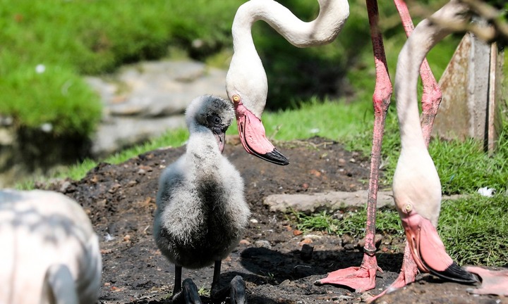 Thảo Cầm Viên Sài Gòn đón chim hồng hạc con đầu tiên chào đời sau 20 năm