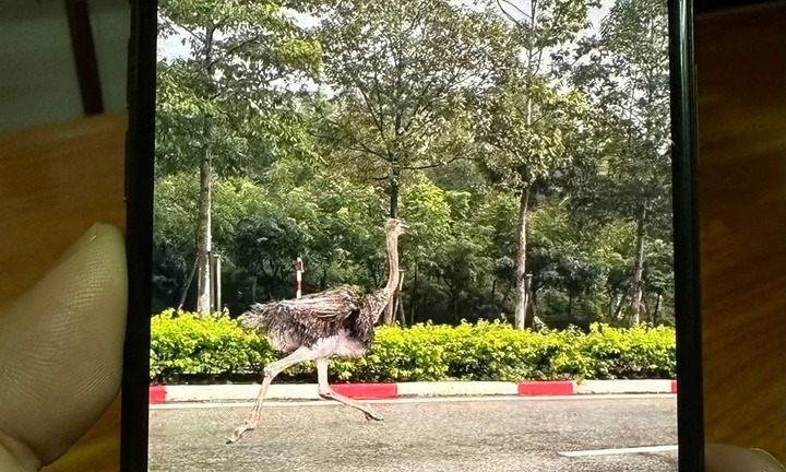 Clip: Đà điểu cao 2m xổng chuồng, chạy trên đường ở TP.HCM