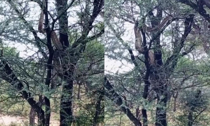 Clip: Sửng sốt gặp cảnh con trăn khổng lồ đang trèo lên cây