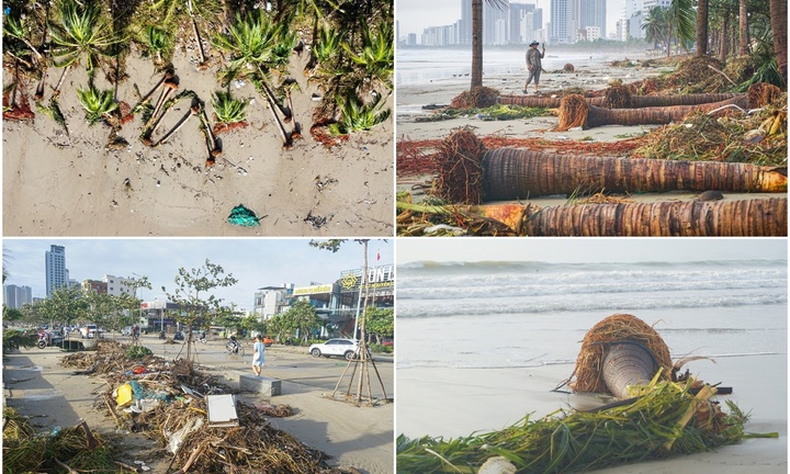 Đà Nẵng sau bão số 13 Kalmaegi: Loạt cây ven biển bật gốc, đường phố ngập rác