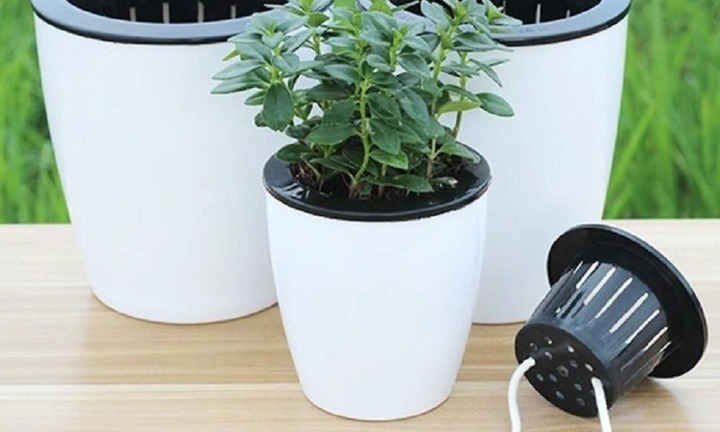 Tuyệt chiêu giúp cây cảnh tự tưới nước