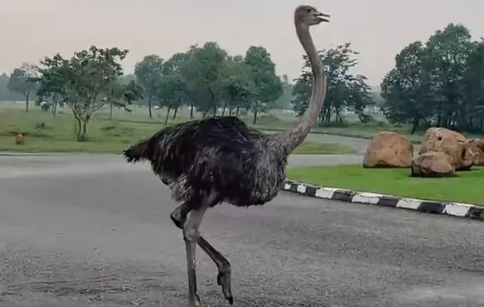 Vụ đà điểu cao 2m xổng chuồng, chạy trên đường ở TP.HCM: Con vật có dấu hiệu kiệt sức