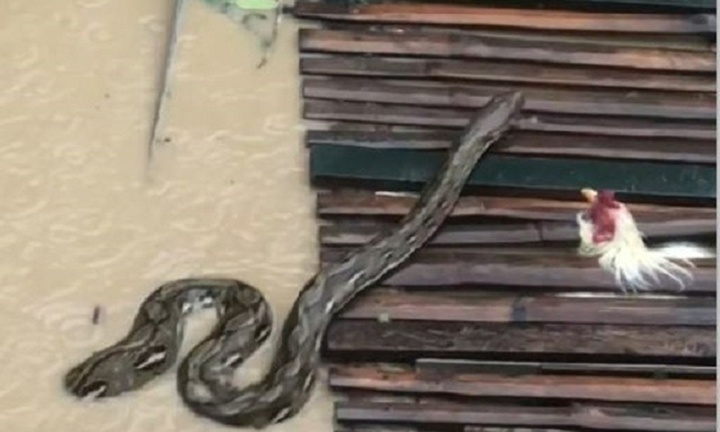 Clip: Trăn khổng lồ 6 mét bất ngờ xuất hiện giữa lũ lụt sau bão Kalmaegi