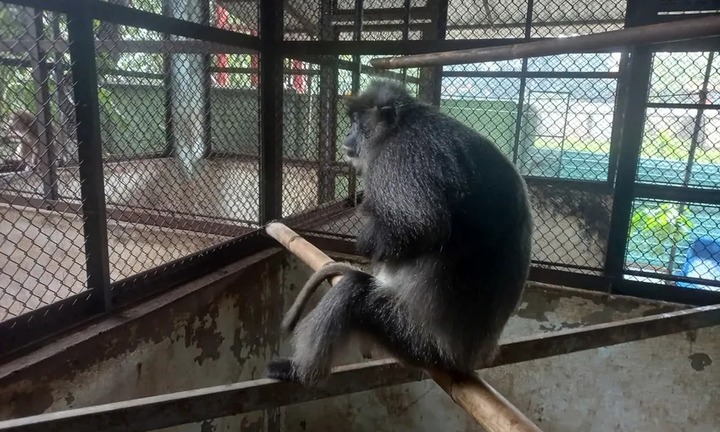 Người dân bàn giao voọc bạc Đông Dương quý hiếm, nặng 4kg cho kiểm lâm