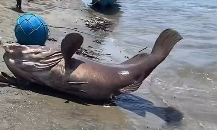 Clip: Ngư dân bắt được cá mú nặng hơn 80kg, to bằng người lớn trên biển