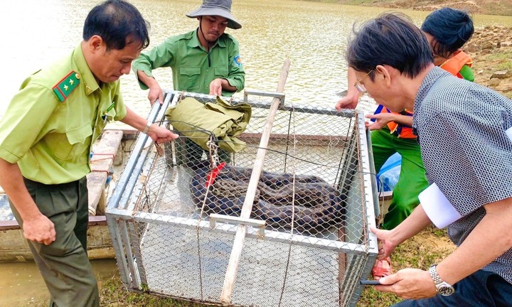 Tin tức thời sự ngày (13/11): Trăn đất nặng 26kg bò vào vườn nhà dân