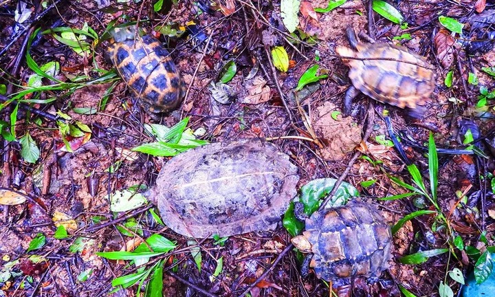 Thả khỉ đuôi lợn, trăn gấm, rùa quý hiếm về vườn quốc gia Kon Ka Kinh