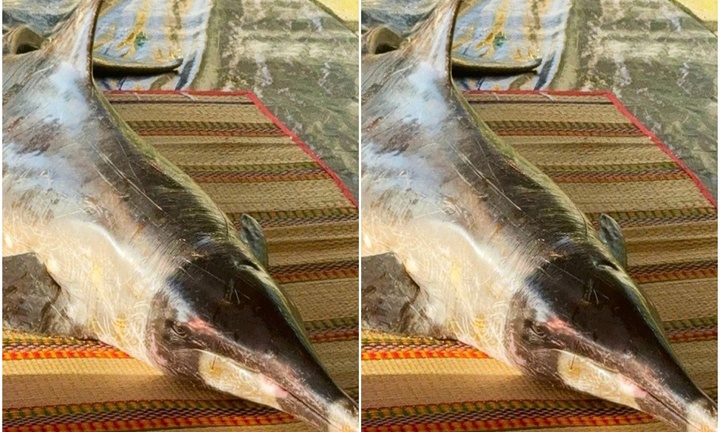 Tin tức thời sự ngày (15/11): Cá heo dài 2m dạt vào bờ biển Cam Ranh