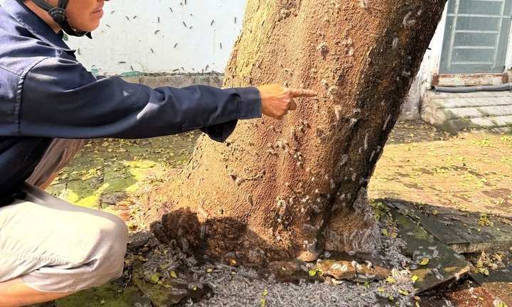 Sâu bâu ken đặc khắp thân cây, bò vào nhà dân trong khu dân cư ở TP.HCM