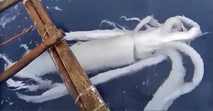 Clip: Cận cảnh con mực khổng lồ nặng tới 50kg, dài 4,5 mét mắc câu ngư dân