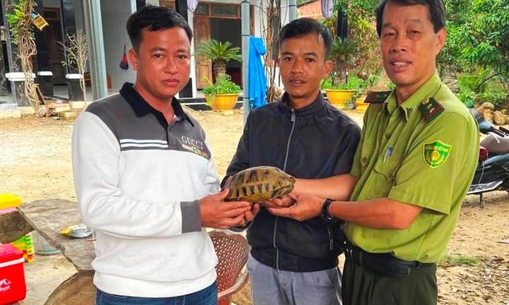 Người dân Huế giao nộp rùa núi vàng, trăn đất quý hiếm 