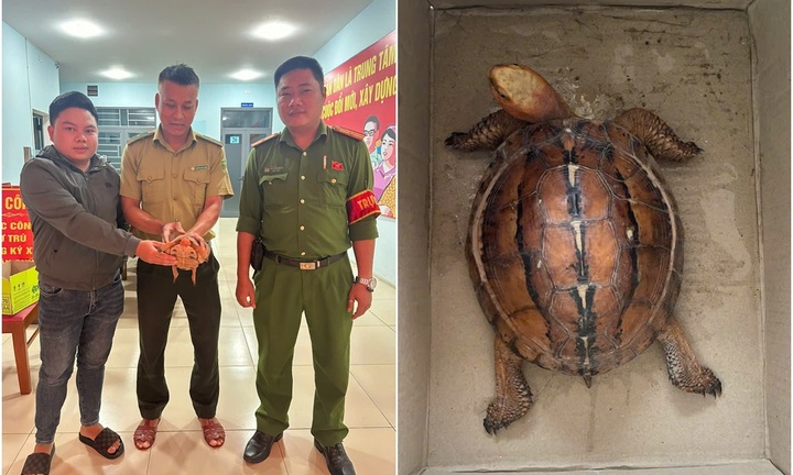 Tin tức thời sự ngày (17/11): Người dân Đà Nẵng giao nộp rùa quý cho công an