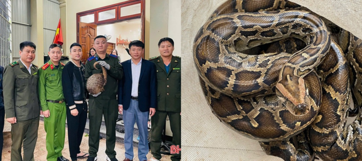 Phát hiện cá thể tê tê Java, trăn đất quý hiếm nặng 6kg tại Hà Tĩnh