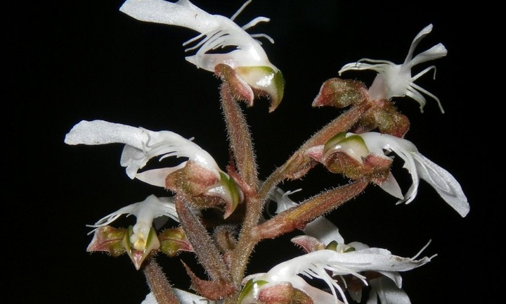 Loài “Lan gấm ngọc vân hồng” vừa được phát hiện ở Thanh Hóa quý hiếm ra sao?