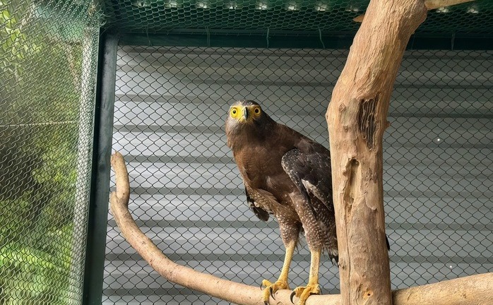 Diều hoa Miến Điện quý hiếm bay lạc vào nhà dân ở Quảng trị