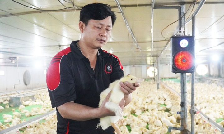 Lão nông Bắc Ninh thu lãi tiền tỷ nhờ cho vịt 