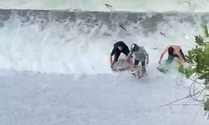 Clip: Hàng trăm con cá tràn ra khỏi hồ Liệt Sơn, người dân 