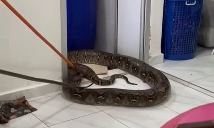 Clip: Tá hỏa phát hiện con trăn hoa nặng 60 kg, bất ngờ rơi xuống từ trần nhà vệ sinh