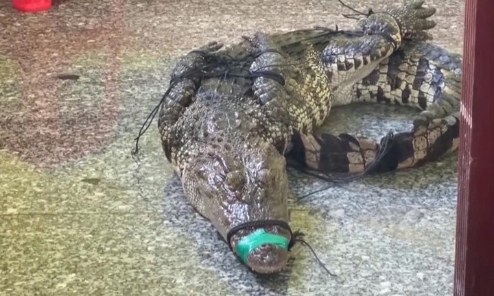 Cá sấu xuất hiện ở khu dân cư, chủ nuôi phải chịu trách nhiệm pháp lý