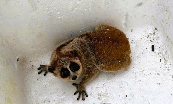 Phát hiện con vật lạ 