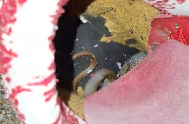 Clip: Xỏ chân vào giày, người phụ nữ sốc nặng phát hiện rắn cuộn tròn bên trong