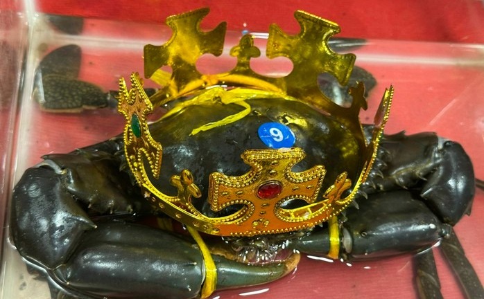 Con cua Cà Mau có trọng lượng khủng gần 2kg được trao vương miện 